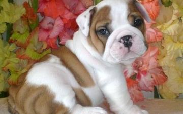Gorgeous,AKC registered purebred English Bulldog puppies For Adoption