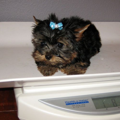 Healthy Adorable Teacup Yorkie Puppies available