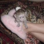 sweet baby spider monkeys for adoption