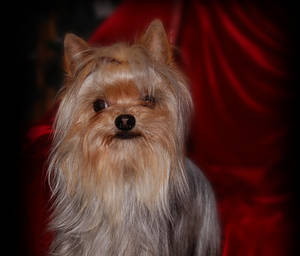 Beautiful Yorkie male