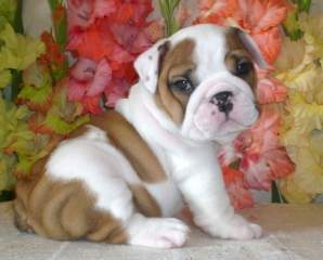 good and lovely english bulldog puppies available