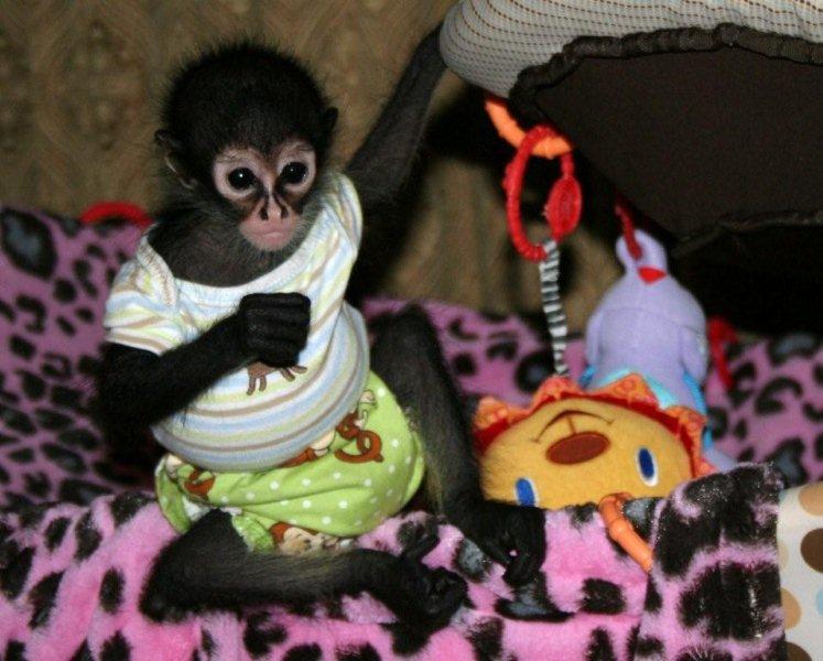 Baby Spider Monkey for Adoption