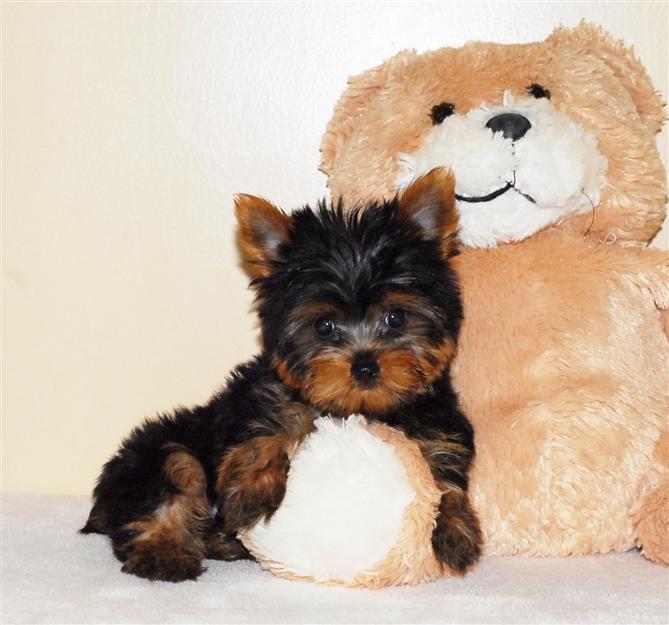 Affectionate Teacup Yorkie Puppies for X-Mas