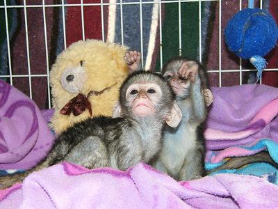 Adorable capuchin, squirrel,spider and marmoset monkeys ready fo