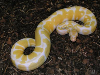 Xmas albino and piebald ball pythons for adoption