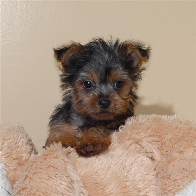 Teacup Yorkie Puppies For Free Adoption