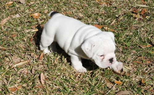Affectionate Xmas English Bulldog Puppies For Adoption.