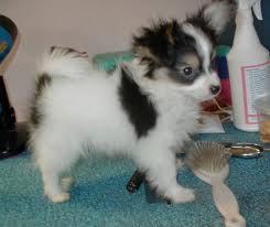 Papillon Puppies for adoption