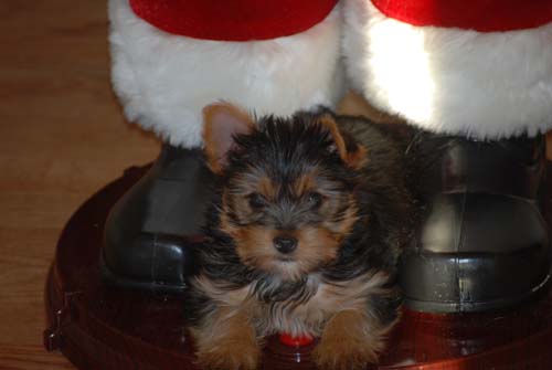 Cute And Adorable X-Mas Teacup Yorkie Puppies For Adoption