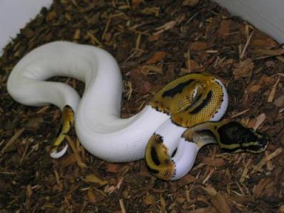 My albino and piebald are ready to go to good home