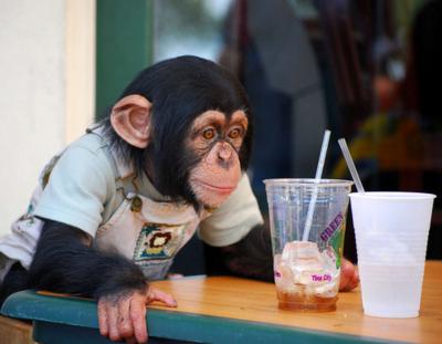 Chimpanzee monkey for Christmas