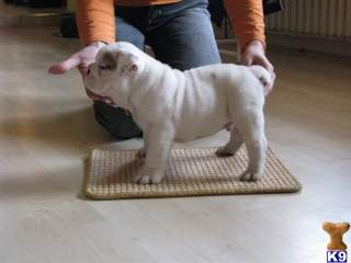 two lovely bulldog puppies for adoption
