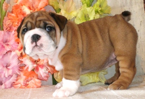 X-mas english bulldog puppies for free adoption