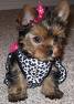 Yorkie Poo - too sweet, and Oohh So Cute!