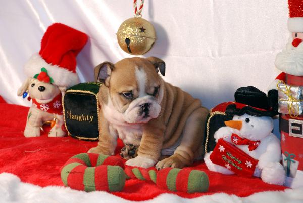 Cute English Bulldog Puppies Ready For Free Adoption