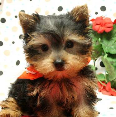 Yorkie puppy for X-mass