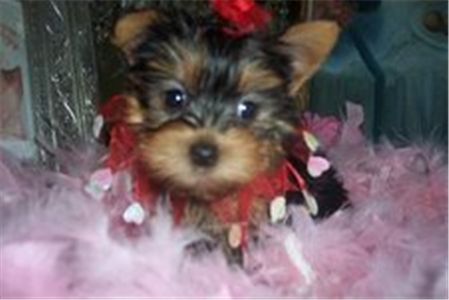 Yorkie Puppies