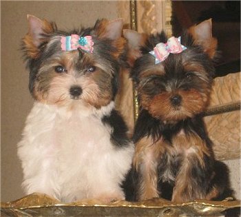 xmas home traied yorkie puppy for free adoptoin