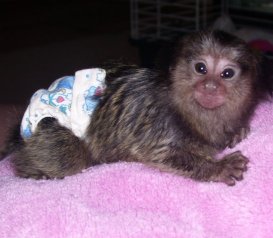 home trained xmas coming marmoset monkey for a caring home