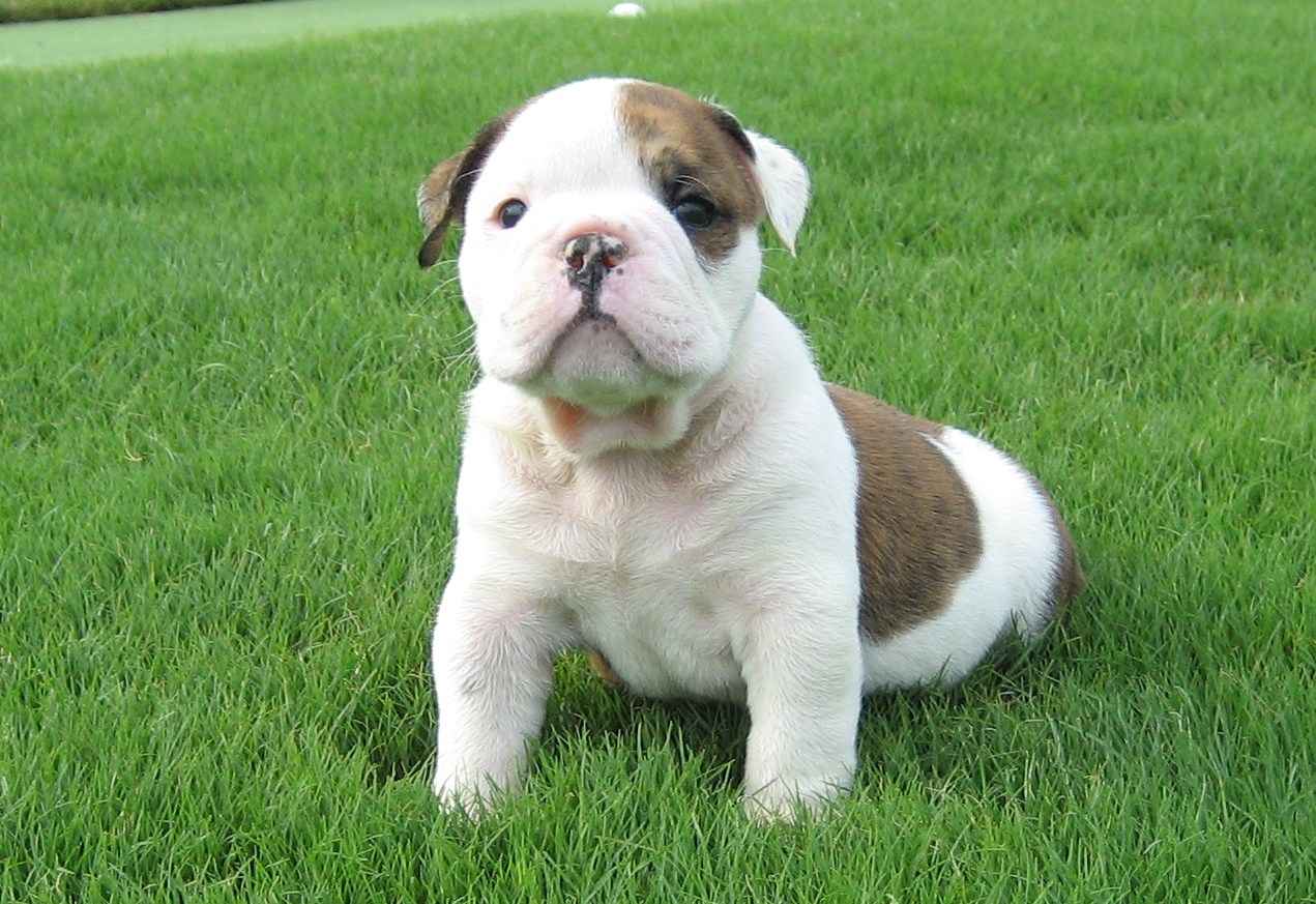 Healthy Male and Female English bulldog puppies for adoption