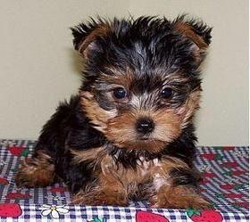 Cute Yorkie  puppies for re homing