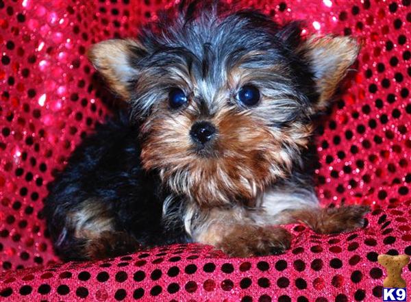 Adorable Tea cup Yorkie Puppies For X. mass