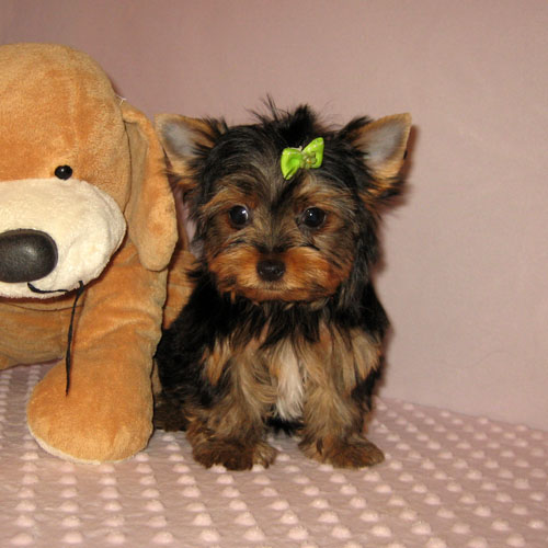 X-Mass Teacup Yorkie Puppies For Free Adoption