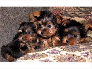 PURE BREED TEACUP YORKIES FOR FREE ADOPTION