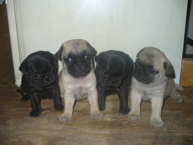 Pure breed pug puppies for the right time black and fawn