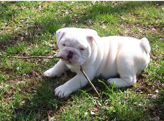 Gorgeous English Bulldogs available.
