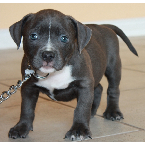 Beautiful American Pitbull Terrier puppies now available and ready