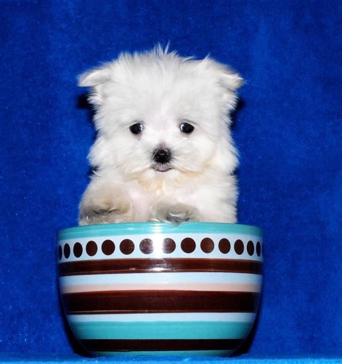 Potty trained Maltese Puppies(sandrineyoland@yahoo.com)