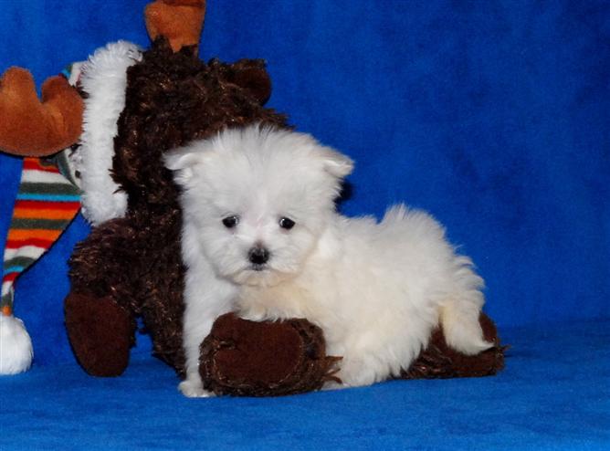 Beautiful little male female Maltese Puppies