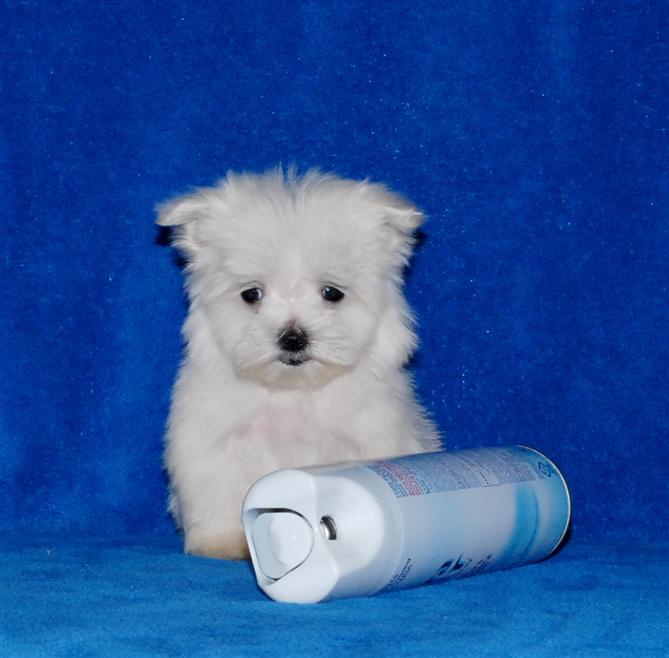 Cute and Action T-Cup Maltese Puppies
