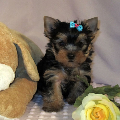 AKC Registered Cute Teacup Yorkie Puppies Availablefor X-Mass (12 weeks old)