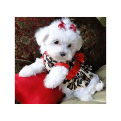 Male and Female Maltese Puppies Available For X - Mas