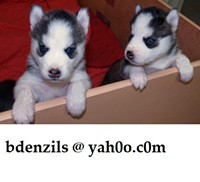 Adorable Husky Puppies