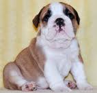 English Bulldog Puppies For Adoption