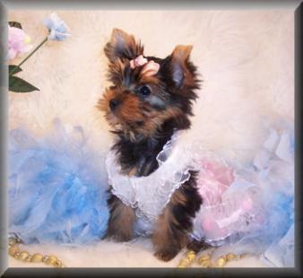 Tender T-cup yorkie puppies for Xmas