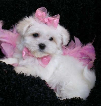 Precious Teacup Maltese Puppies For Free Adoption