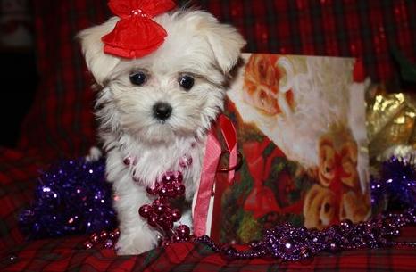 Sweet Baby Female Maltese puppy for adoption