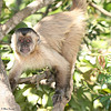 A Gorgeous Capuchin Monkey For Adoption