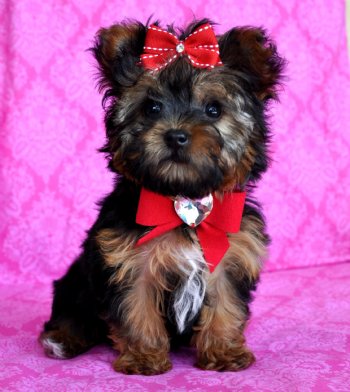 cute yorkie puppies for adoption