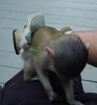 Twin capuchin monkeys for adoption