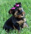 Cute and adorable teacup male and female yorkie puppies for free adoption