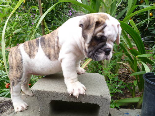 Charming English Bulldogs for sale