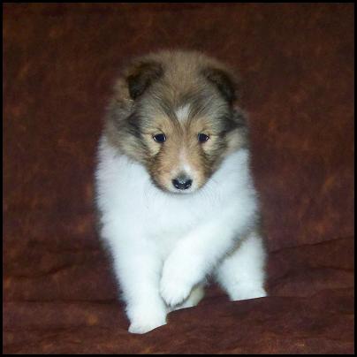 Sweet Sheltie puppies for adoption