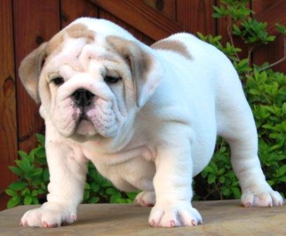 Male and Female English Bulldog Puppies