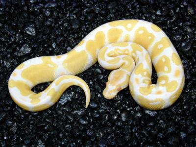 Ball pythons ready to go out