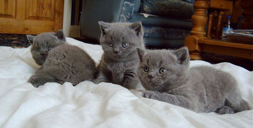 beautiful british short hair kittens